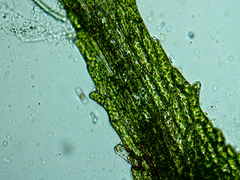 Ephemerum spinulosum