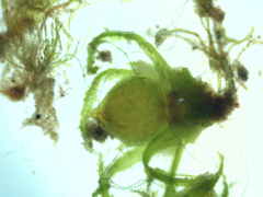 Ephemerum spinulosum