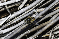 Eristalinus modestus