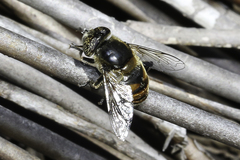 Eristalinus modestus