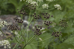 Heracleum freynianum