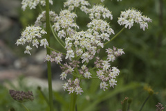 Heracleum freynianum