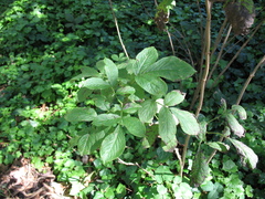 Sambucus racemosa racemosa