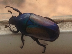 Chlorocala africana subsuturalis