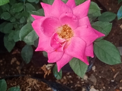 Rosa