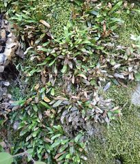 Notogrammitis angustifolia