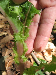 Sonchus asper asper