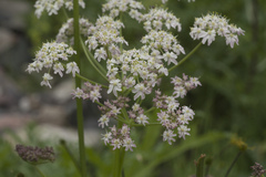 Heracleum freynianum