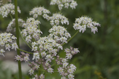 Heracleum freynianum