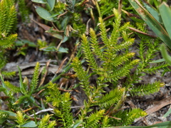 Selaginella uliginosa