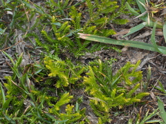Selaginella uliginosa
