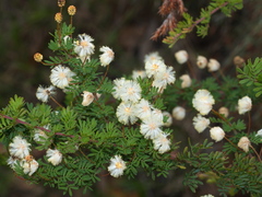 Acacia mitchellii