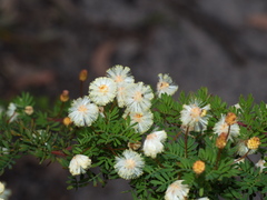 Acacia mitchellii