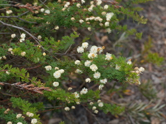 Acacia mitchellii