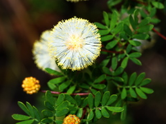Acacia mitchellii