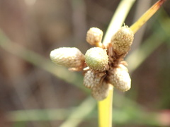 Cyperus albescens