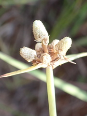 Cyperus albescens