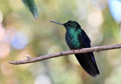 Pterophanes cyanopterus