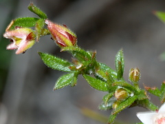 Cyanothamnus nanus nanus