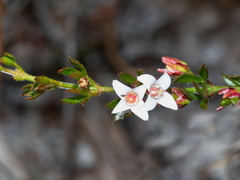 Cyanothamnus nanus nanus