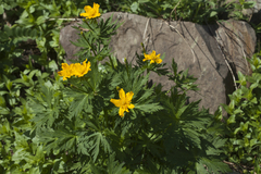 Trollius ranunculinus