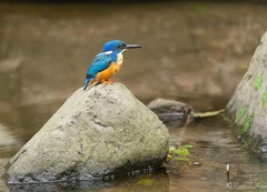 Alcedo semitorquata