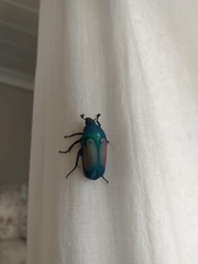 Chlorocala africana subsuturalis