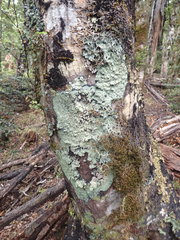 Pannaria athroophylla