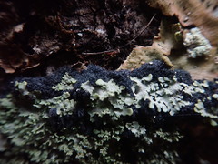 Pannaria athroophylla