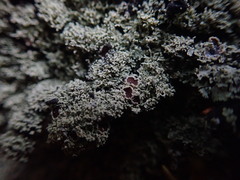 Pannaria athroophylla