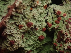 Trapeliopsis congregans