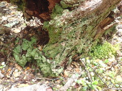 Trapeliopsis congregans