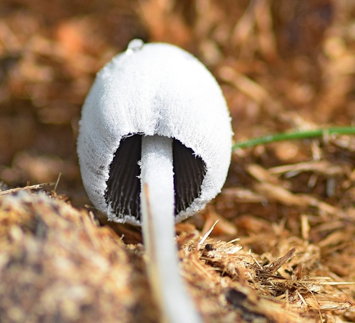 Snowy Inkcap