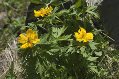 Trollius ranunculinus