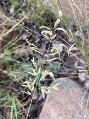 Eragrostis nindensis