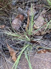 Eragrostis nindensis