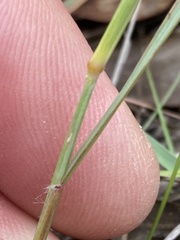 Eragrostis nindensis