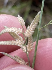 Eragrostis nindensis