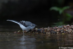 Motacilla clara