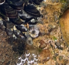 Amphibalanus amphitrite image