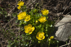 Ranunculus brachylobus