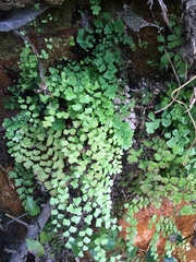Adiantum raddianum