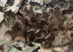 Sticta limbata