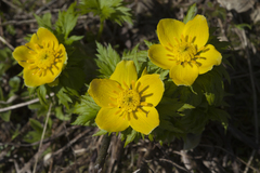 Trollius ranunculinus