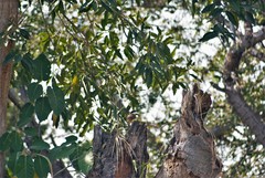 Pitangus sulphuratus