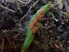 Notogrammitis angustifolia