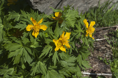 Trollius ranunculinus