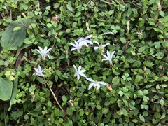 Lobelia perpusilla