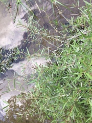 Alternanthera nahui