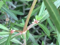 Alternanthera nahui